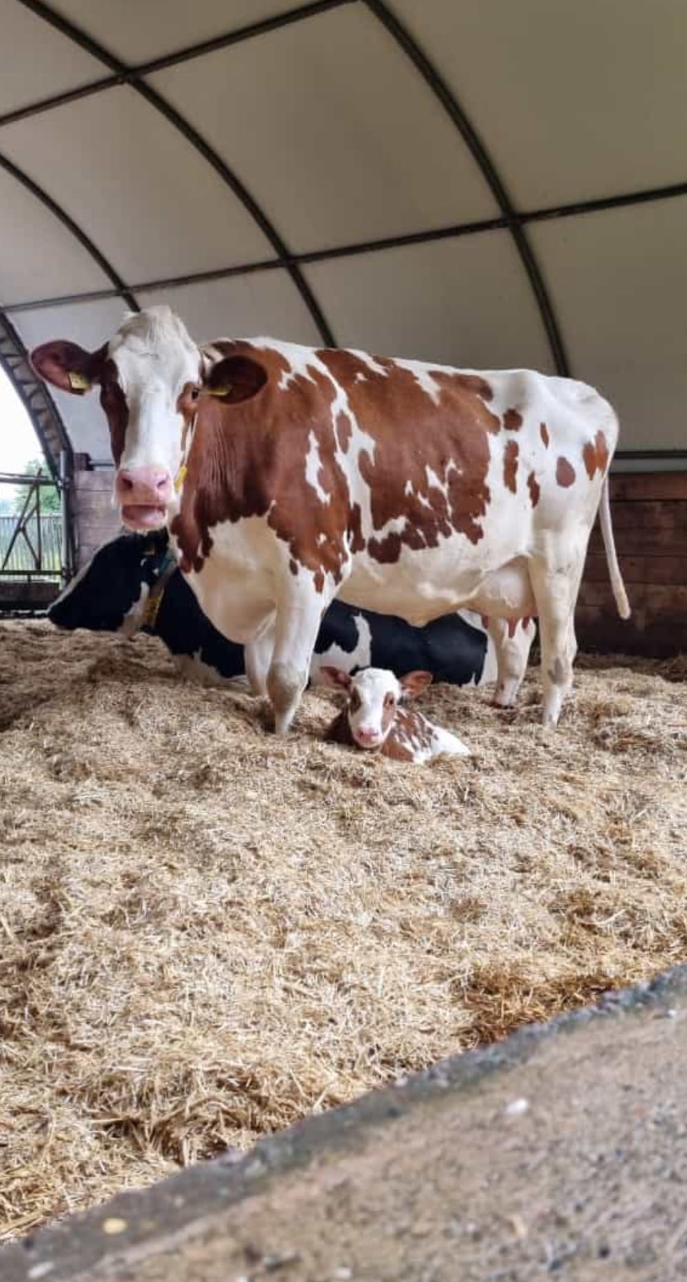 Rotbunte Kuh im Stall mit neugeborenem Kalb im Stroh